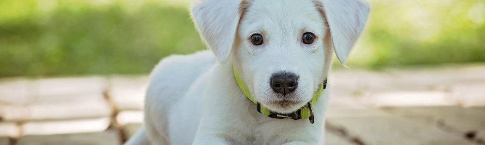 puppy, nature, dog, pet, collar, dog collar, white puppy, white dog, domestic, domestic dog, lying down, portrait, dog portrait, animal, cute, white, adorable, canine, doggy, looking
