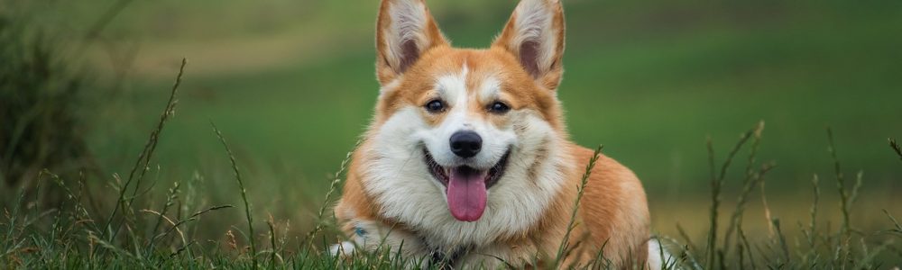 dog, pet, corgi, canine, animal, lying, fur, snout, mammal, dog portrait, animal world, welsch corgi, domestic dog, outdoors, nature, meadow, dog, dog, dog, dog, dog, corgi