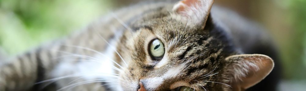 cat, mackerel, pet, european shorthair, domestic cat, domestic animal, mammal, cat eyes, cat face, whiskers, nature, animal