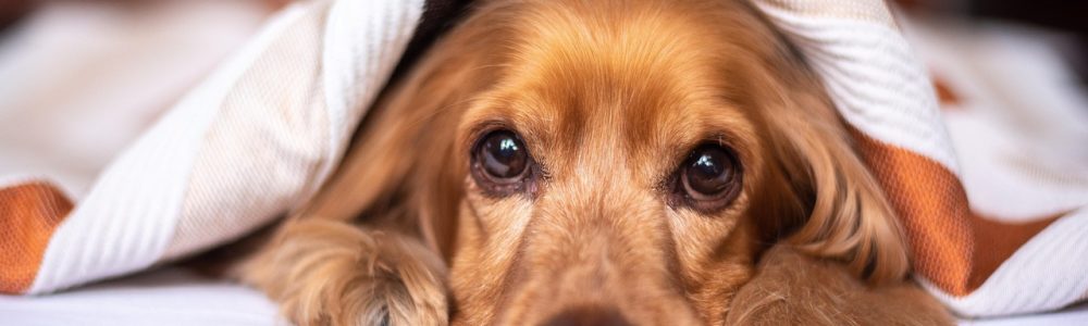 english cocker spaniel, nature, dog, puppy, blanket, pet, pup, young dog, animal, domestic dog, purebred, furry, canine, mammal, friend, cute, adorable, bed, bedroom, portrait