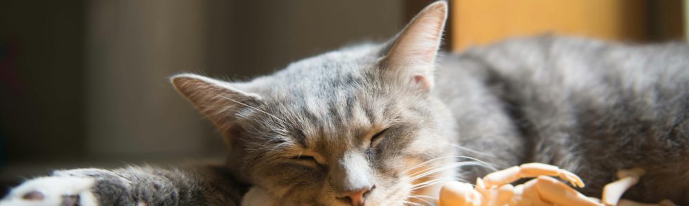 A gray and white cat peacefully sleeping by the window in a cozy indoor setting.